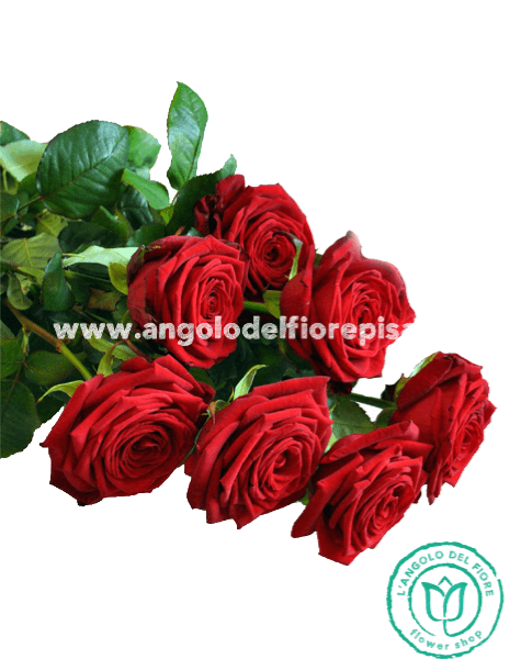 7 ROSE ROSSE Amore & Prestigio