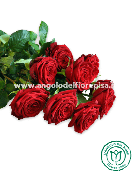 9 ROSE ROSSE amore e prestigio