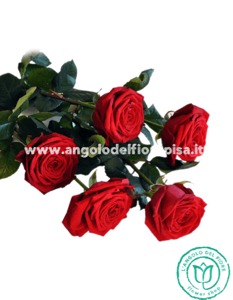 5 ROSE ROSSE amore e prestigio
