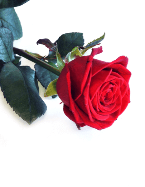 Rose Rosse  Amore & Prestigio - Scegli tu il numero da regalare!